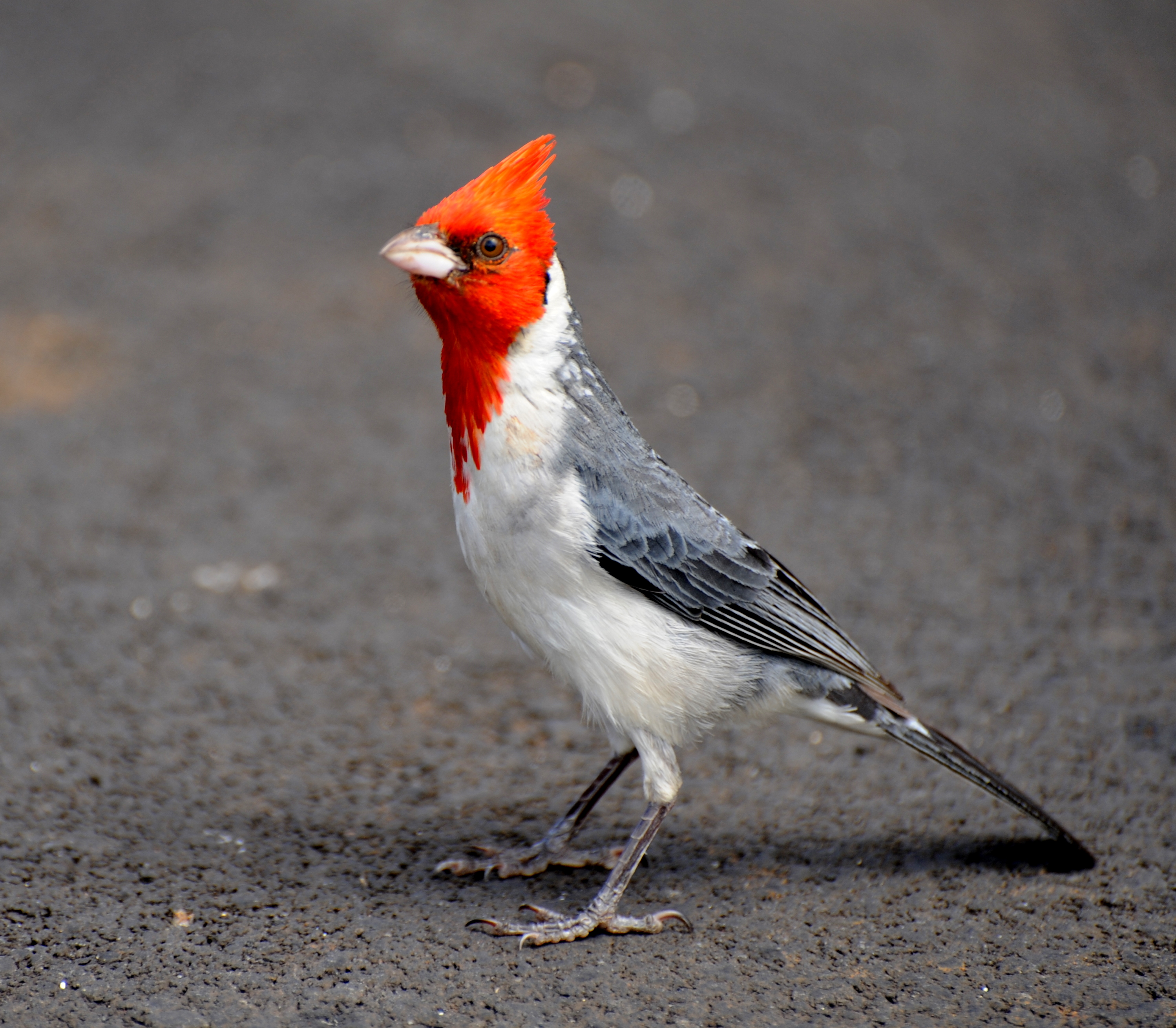 Red crested Cardinal Photos And Wallpapers Collection Of The Red 