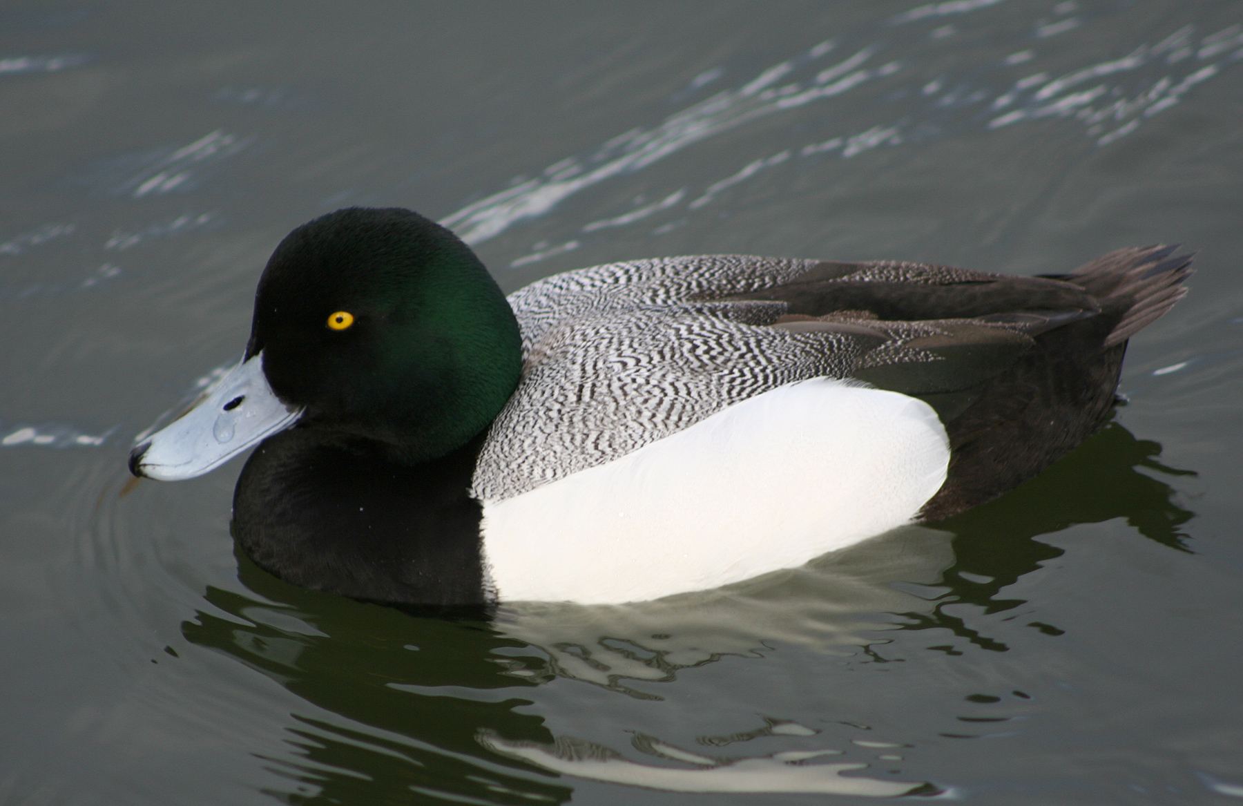 Greater Scaup wallpaper